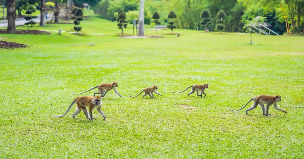 Why Monkeys on a Golf Course in India Can Help Navigate a Divorce